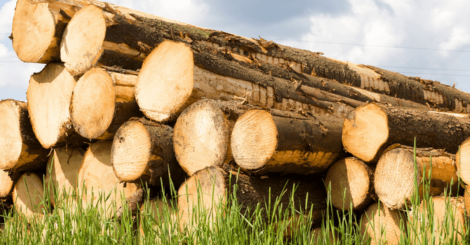 softwood firewood